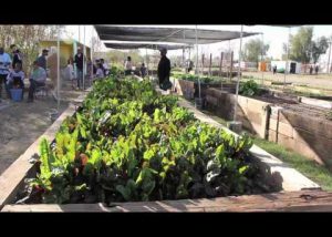 Tiger Mountain Community Garden