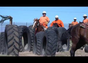 The Wild Horse Inmate Program at Florence Prison